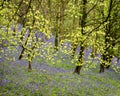 Beautiful Bluebell Forest With Spring Green Leaves Blooming From Tree Branches.