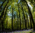 A beautiful Bluebell forest in the spring