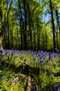 A beautiful Bluebell forest in the spring
