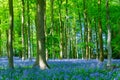 Beautiful Bluebell forest in springtime
