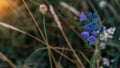 Beautiful bluebell under sunset light Royalty Free Stock Photo