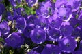 Beautiful bluebells Campanula carpatica. Blue Clips