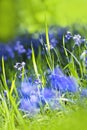 Beautiful bluebells close up