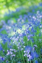 Beautiful bluebells close up