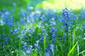 Beautiful bluebells close up