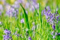 Beautiful bluebells on the field Royalty Free Stock Photo