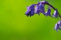 Beautiful bluebells on the field Royalty Free Stock Photo