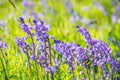 Beautiful bluebells on the field Royalty Free Stock Photo