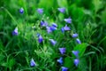 Beautiful bluebells in the field Soft focus Royalty Free Stock Photo