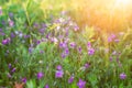 Beautiful bluebells in the field on sunlight Soft focus Royalty Free Stock Photo