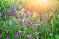 Beautiful bluebells in the field on sunlight Soft focus Royalty Free Stock Photo