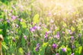 Beautiful bluebells in the field on sunlight Soft focus Royalty Free Stock Photo