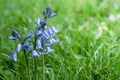 Beautiful bluebells flowers in spring forest. Blue bluebell flowers with copy space for text. Sunny springtime Royalty Free Stock Photo