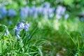 Beautiful bluebells flowers in spring forest. Blue bluebell flowers with copy space for text. Sunny springtime Royalty Free Stock Photo