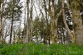 Beautiful bluebells in the forest Royalty Free Stock Photo