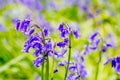 Beautiful bluebells in the forest of Scotland Royalty Free Stock Photo