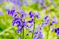 Beautiful bluebells in the forest of Scotland