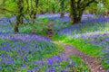 Beautiful bluebells in the forest of Scotland