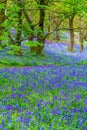 Beautiful bluebells in the forest of Scotland