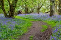 Beautiful bluebells in the forest of Scotland