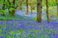 Beautiful bluebells in the forest of Scotland