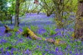 Beautiful bluebells in the forest of Scotland