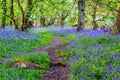 Beautiful bluebells in the forest of Scotland