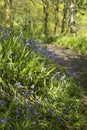 Beautiful bluebells forest in the spring Royalty Free Stock Photo