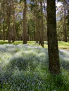 Bluebells in the Forest in Springtime Royalty Free Stock Photo