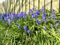 Beautiful Bluebells growing in a field in Onchan Isle of Man British Isles