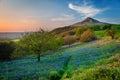 Sunset and Beautiful bluebells in the Roseberry Topping Royalty Free Stock Photo
