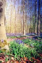 Beautiful bluebells in spring forest Royalty Free Stock Photo