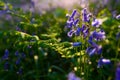 Beautiful bluebells in spring forest, natural background with bo