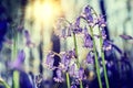 Beautiful bluebells in spring forest Royalty Free Stock Photo