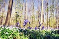 Beautiful bluebells in spring forest Royalty Free Stock Photo