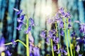 Beautiful bluebells in spring forest Royalty Free Stock Photo