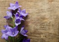 Beautiful bluebells on wooden background