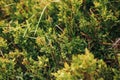 beautiful blueberries bushes on hills of sunny mountains. wildflowers,herbs on hill in sunlight, background of grass