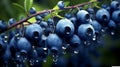 Beautiful blueberries with dew droplets