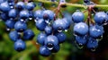 Beautiful blueberries with dew droplets