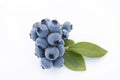 Beautiful blueberries with green leaves