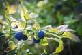 Beautiful blueberry bush. Blueberry Berries in the Forest Royalty Free Stock Photo