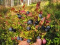 Beautiful blueberry Bush with ripe sweet berries growing