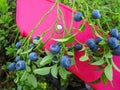 Beautiful blueberry Bush with ripe sweet berries growing