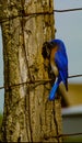 Beautiful Bluebird Feeding Young At A Fencepost Royalty Free Stock Photo