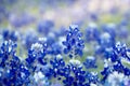 Beautiful bluebonnet field Royalty Free Stock Photo