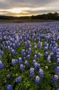 Beautiful Bluebonnets field at sunset near Austin, Texas