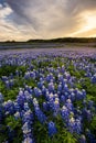 Beautiful Bluebonnets field at sunset near Austin, Texas.