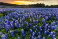 Beautiful Bluebonnets field at sunset near Austin, Texas in spri