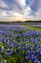 Beautiful Bluebonnets field at sunset near Austin, Texas